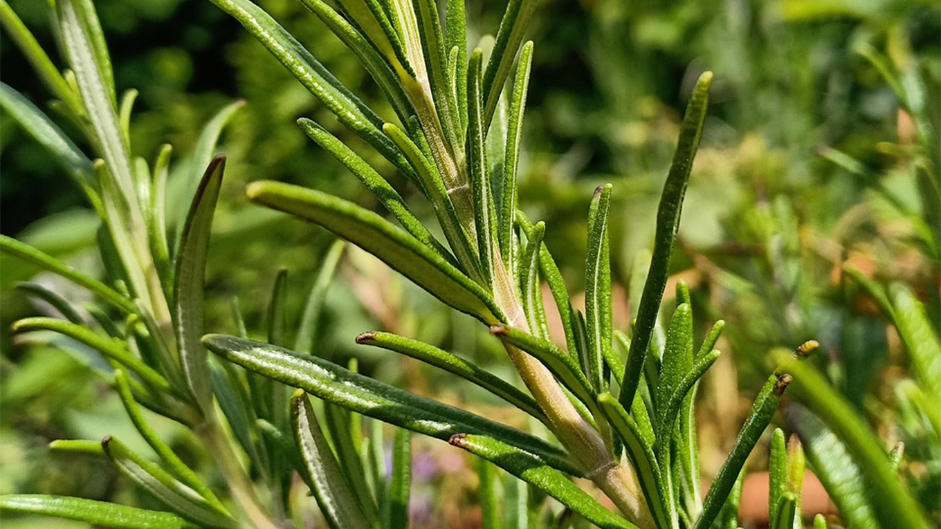 Rosmarin rosemary