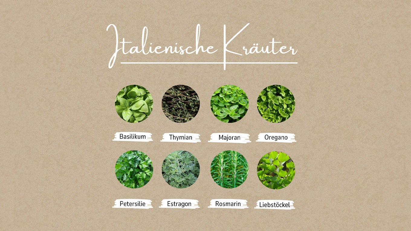 Italienische Kräuter Grafik italienische Kräuter mit Bild und Text