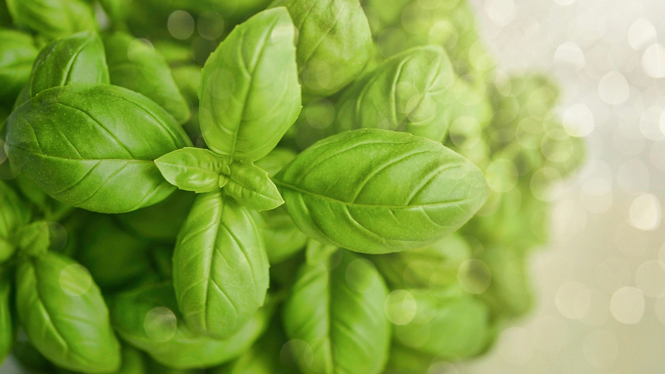 Basilikum basil