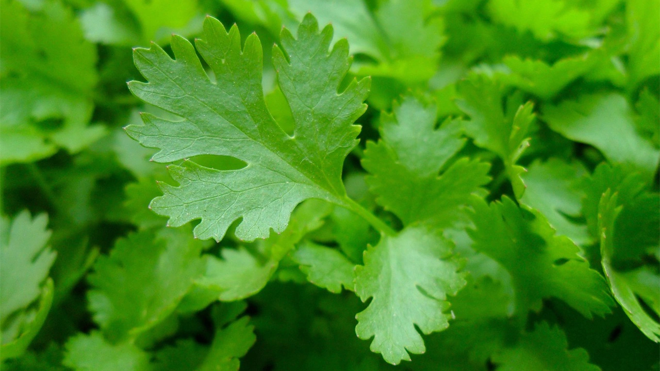 Petersilie Parsley